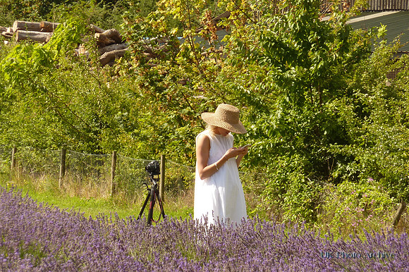 Mayfield Lavender Carshalton