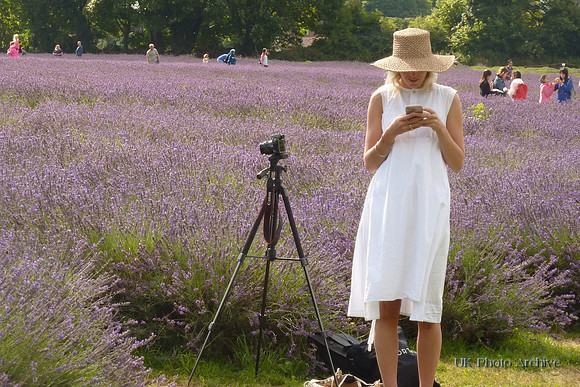 Mayfield Lavender Carshalton