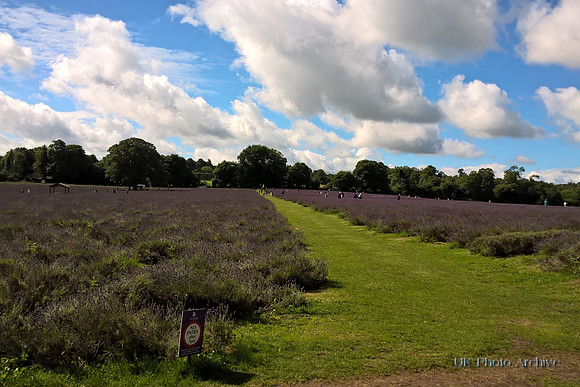 Mayfield Lavender Carshalton