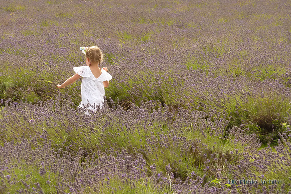 Mayfield Lavender