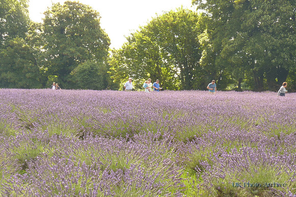 Mayfield Lavender Carshalton