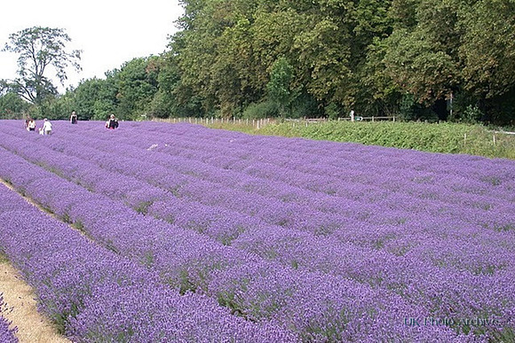 Mayfield Lavender Carshalton