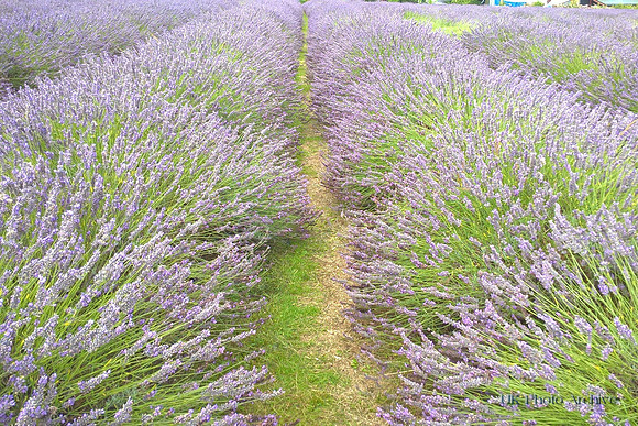Mayfield Lavender Carshalton