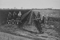 Plantng Potatoes Near Chatteris Cambridgeshire 1930s