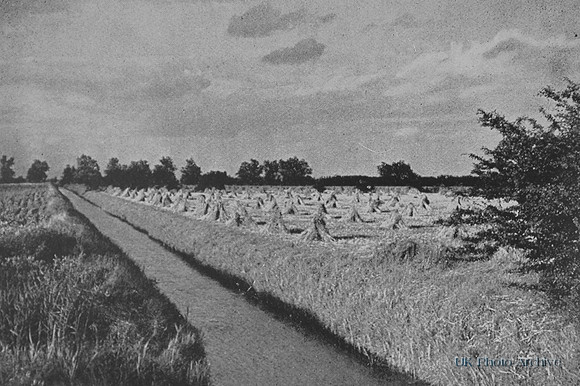 A Fenland Cornfield Lode Cambridgeshire 1930s