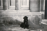 Laddie At Solent View East Cowes Isle Of Wight 1950s