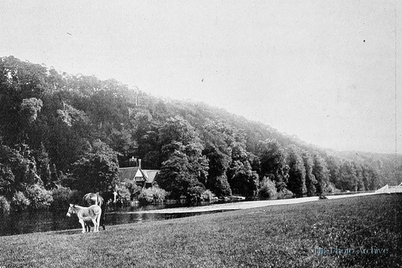 Cliveden Woods 1890s