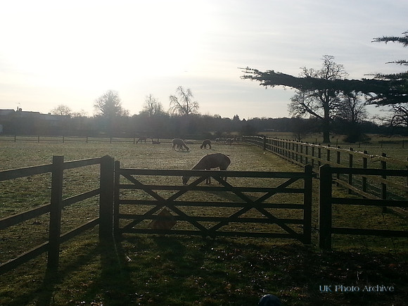 Alpacas In Banstead 3rd January 2017