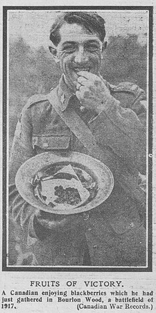 Canadian Soldier Enjoying Blackberries In Bourlon Wood