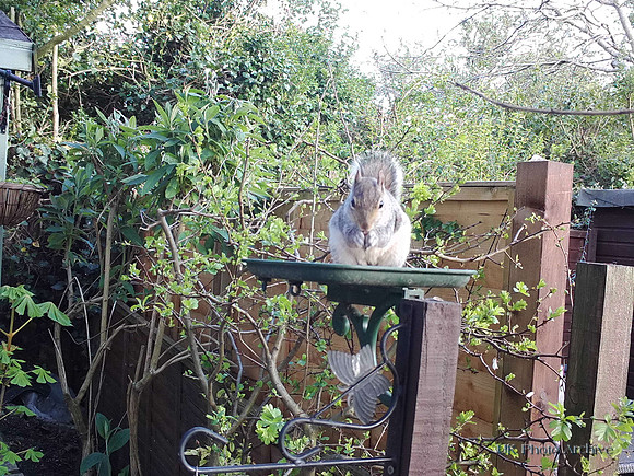 A Grey Squirrel In A Garden