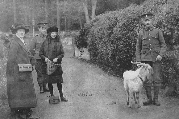 The Goat Presented As A Mascot By His Majesty The King To The 7th Royal Welsh Fusiliers