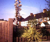 In A Back Garden 1976