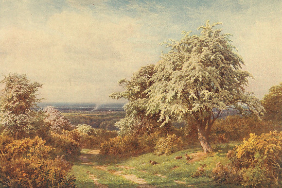 The Pride Of Spring Newlands Corner Guildford Surrey 1906