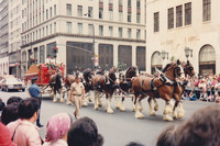 The Budweiser Clydesdale Eight Hand Hitch New York 1979