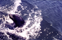 A Sea Lion At Woburn 1974
