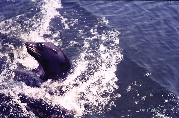 A Sea Lion At Woburn 1974