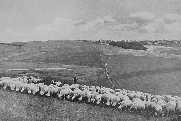 On The South Downs Near Rottingdean Sussex 1930s