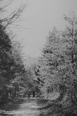 A Lane In Ashdown Forest Sussex 1920s