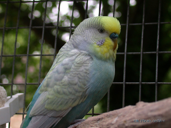Hero The Budgie