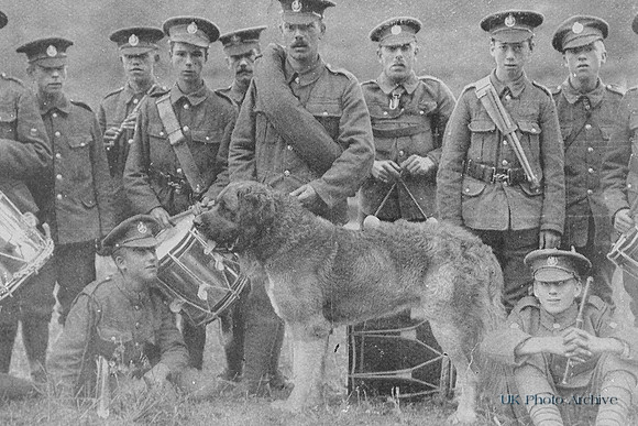 The 19th London Regiment With Their Mascot Rix