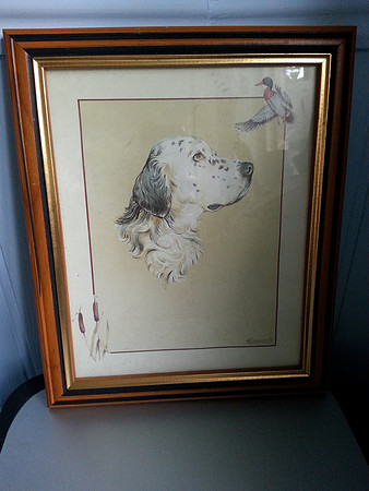 Framed Print Of An English Setter By Malcolm Greensmith