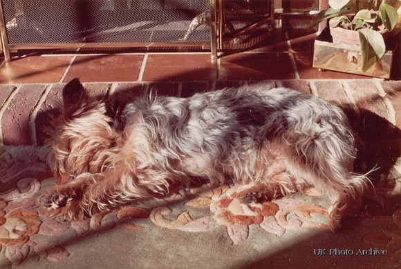 Dougal The Yorkshire Terrier By The Fire Late 1970s