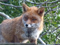 A London Vixen