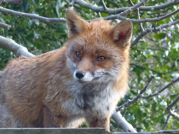A London Vixen