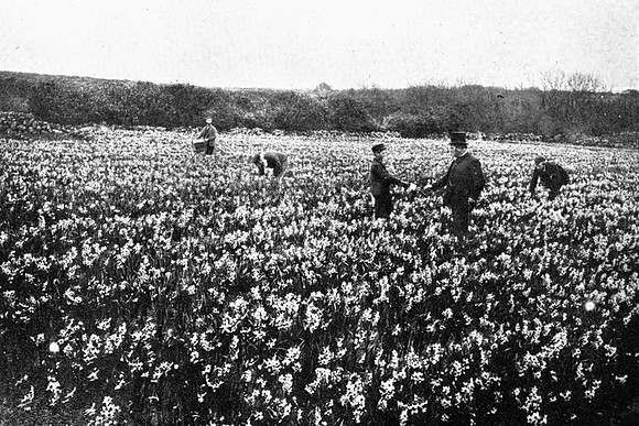A Scilly Isles Flower Farm Pickers At Work 1907