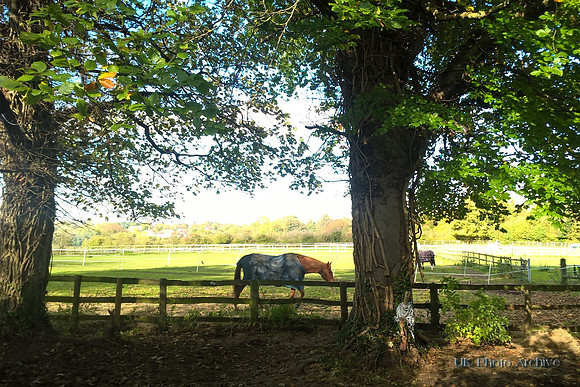 Horses At Fairlawn Farm Carshalton