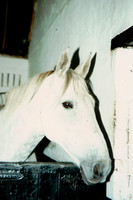 Desert Orchid Photo 2