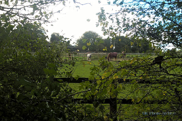 Horses At Fairlawn Farm Carshalton