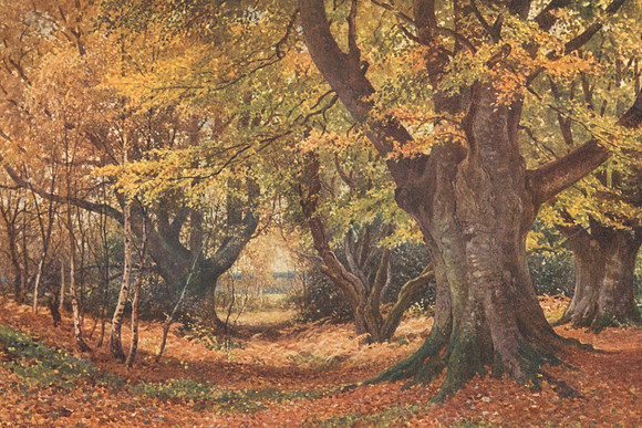Beeches In Autumn Near Godalming Surrey 1906