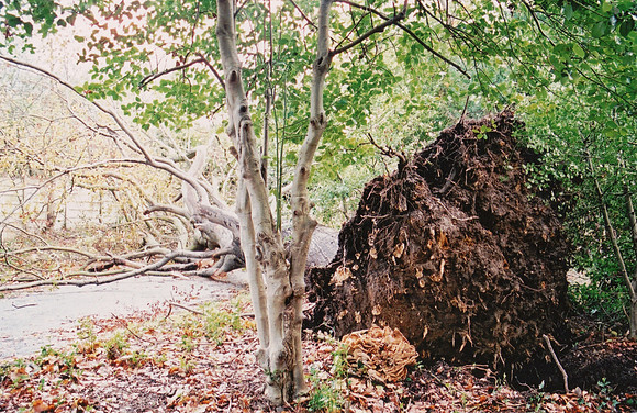 In Ashtead Park After The Great Storm 1987