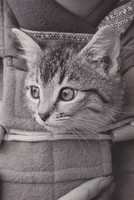 Kitten In A Dufflecoat Pocket