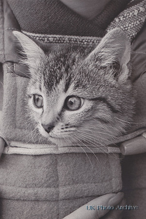 Kitten In A Dufflecoat Pocket