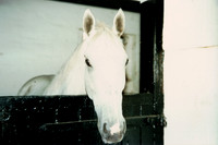 Race Horses