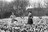Harvesting The Crop At A Flower Farm Scilly Isles 1907