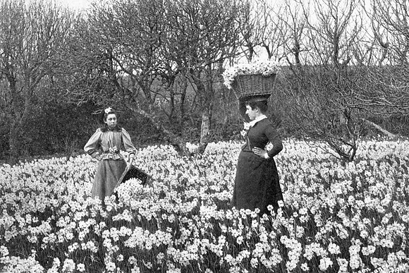 Harvesting The Crop At A Flower Farm Scilly Isles 1907