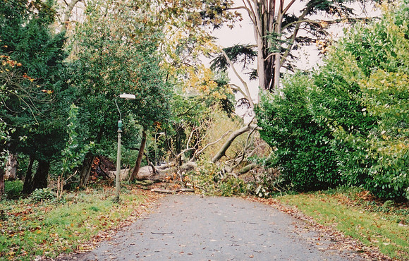 In Ashtead Park After The Great Storm 1987