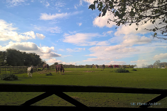 Horses Near Fairlawn Farm Carshalton