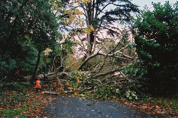 In Ashtead Park After The Great Storm 1987